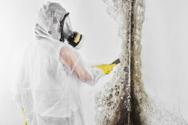 Best Crawl Space Mold Removal  in Judsonia, AR