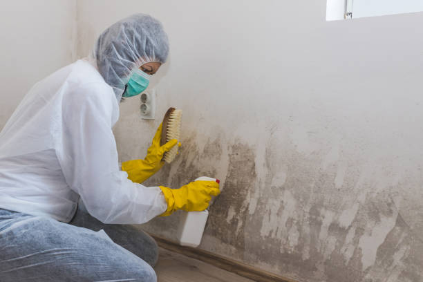 Best Black Mold Removal  in Judsonia, AR