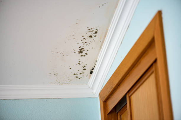 Best Office Mold Removal Services  in Judsonia, AR