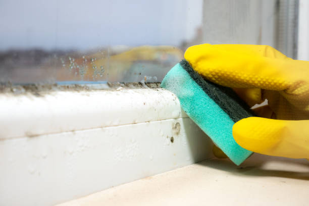 Home Mold Removal in Judsonia, AR