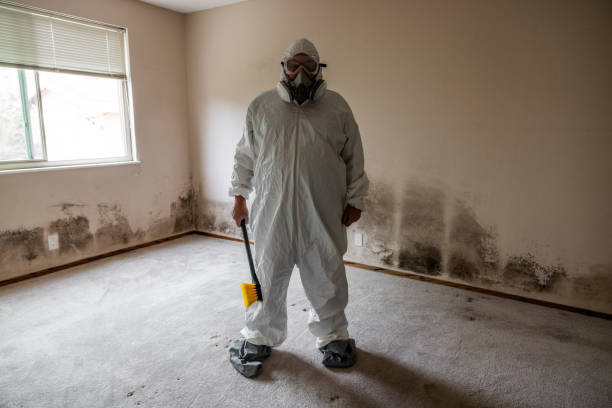 Reliable Judsonia, AR Mold Removal Solutions