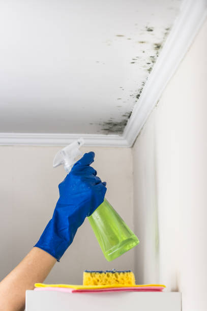 Best Office Mold Removal Services  in Judsonia, AR