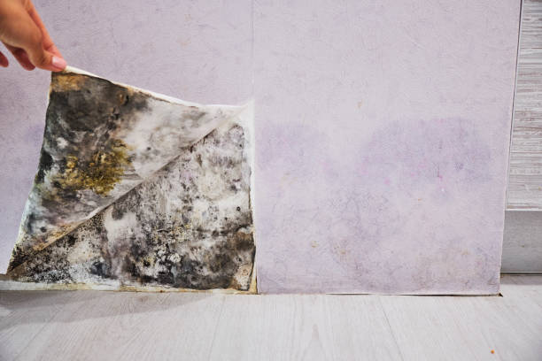 Best Residential Mold Removal  in Judsonia, AR
